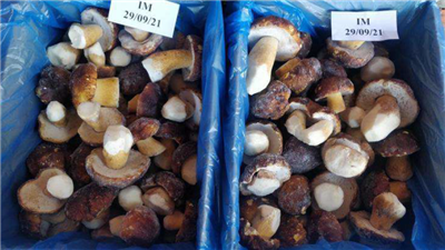 Porcini interi M top Quality 5kg