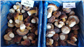 Porcini interi M top Quality 5kg